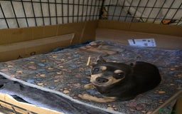 Chihuahua dogs for sale: Chihuahua pedigree pups. Not KC. - Image 2