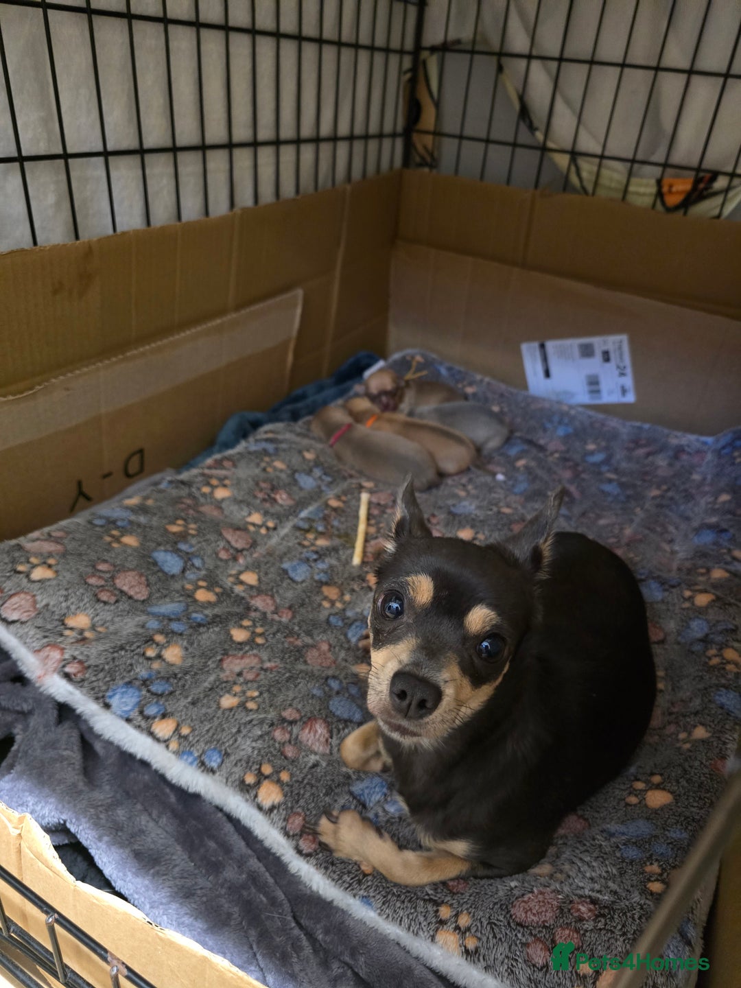 Chihuahua dogs for sale: Chihuahua pedigree pups. Not KC. - Image 2