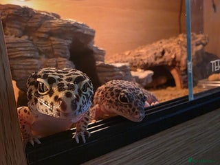 Leopard Gecko reptiles - Advert 1