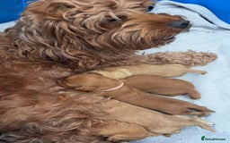 Mixed Breed dogs for sale: Dockerpoo puppies - Image 6