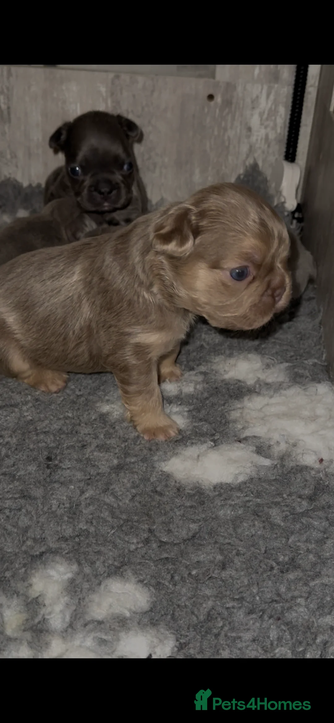 French Bulldog dogs for sale: ⭐️Gorgeous French Bulldog Puppies⭐️ - Advert 8
