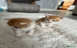 Mixed Breed cats for sale: 4 beautiful loving boys 🩵 - Image 6