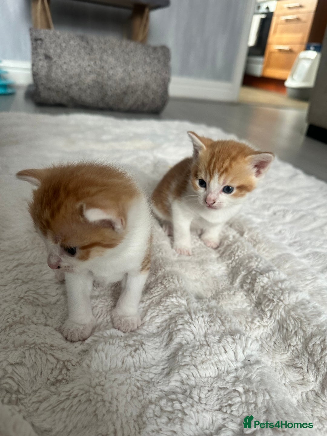 Mixed Breed cats for sale: 4 beautiful loving boys 🩵 - Image 6