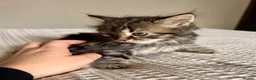 Persian cats for sale: READY TO LEAVE - Persian Kittens  - Advert 7
