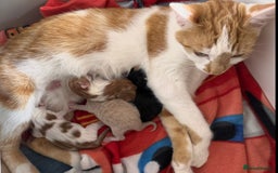 Domestic Shorthair cats for sale: 4 lovely little kittens  - Advert 2