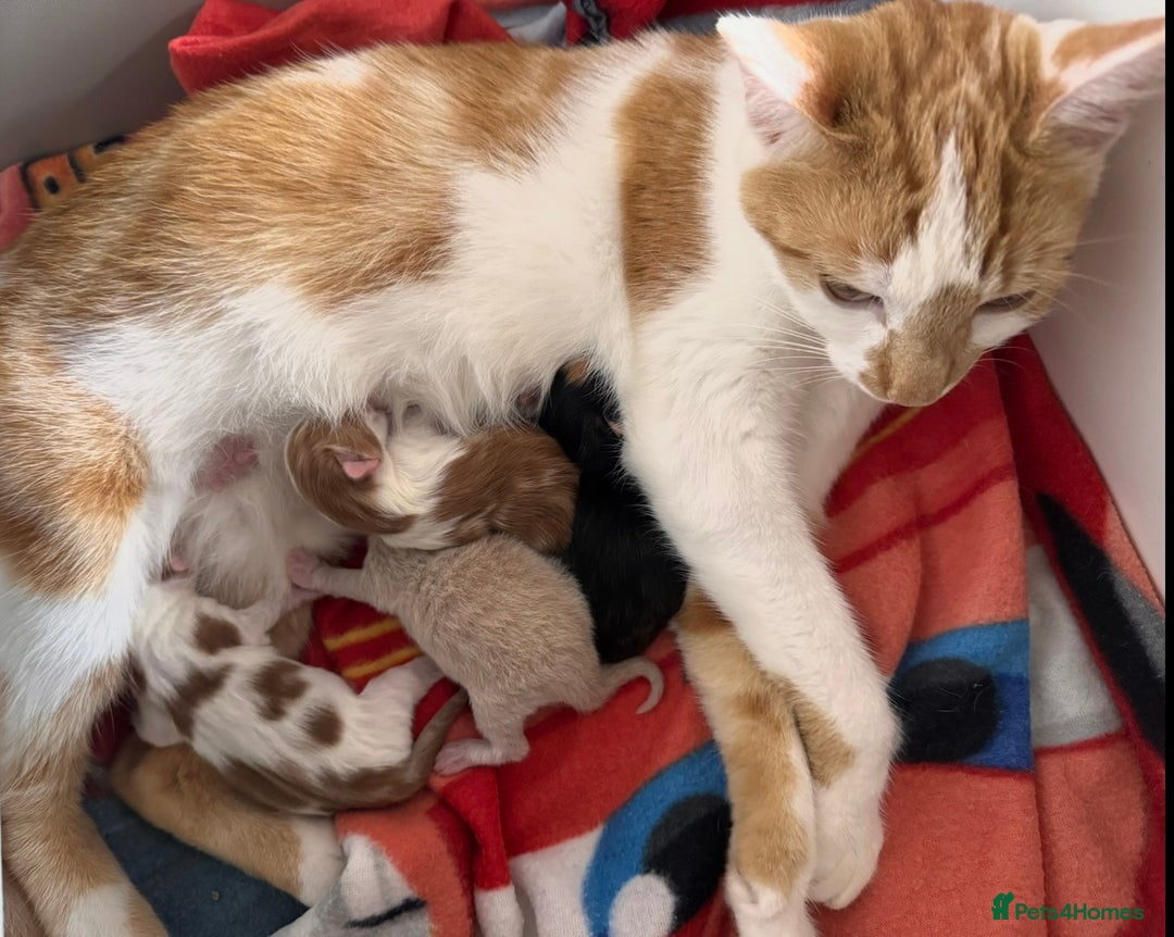 Domestic Shorthair cats for sale: 4 lovely little kittens  - Advert 2