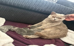 British Shorthair cats for sale: British shorthair kittens for sale  - Image 9