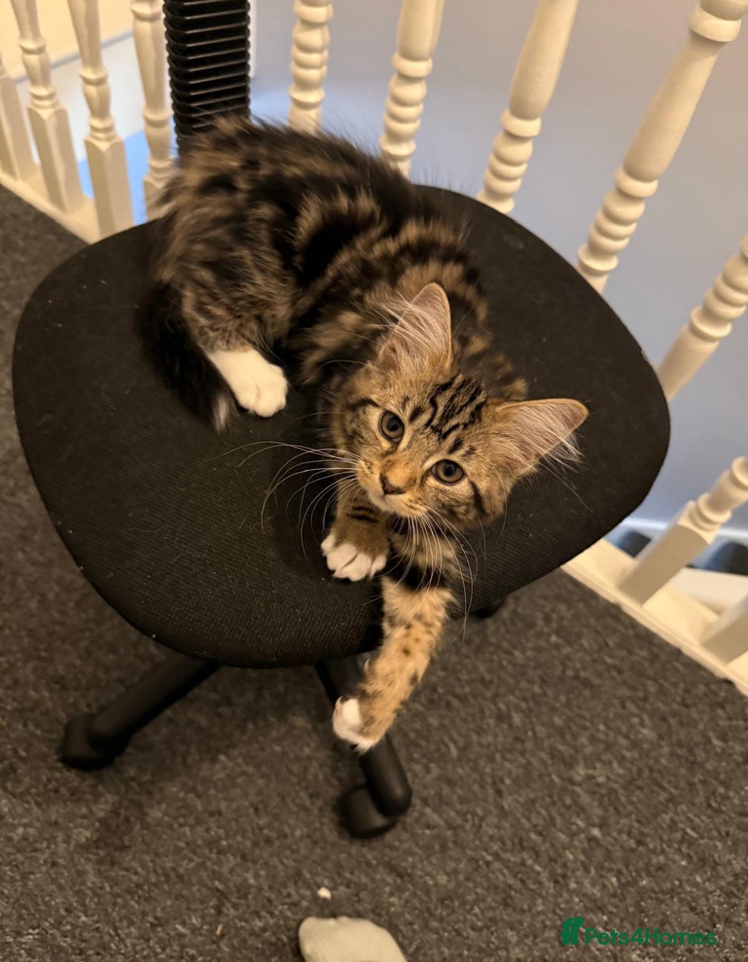 Mixed Breed cats for sale: Lovely 6 month old kitten looking for a new home - Image 4