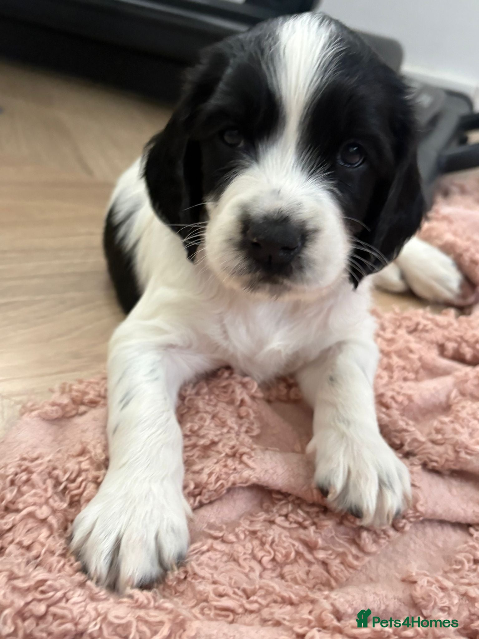 English Springer Spaniel dogs 4 weeks old🐶❤️AdorableSpringerSpanielPuppie 🐶❤️  - Advert 2
