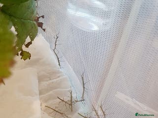 Stick Insects invertebrates 10x Indian stick insect nymphs - Advert 14