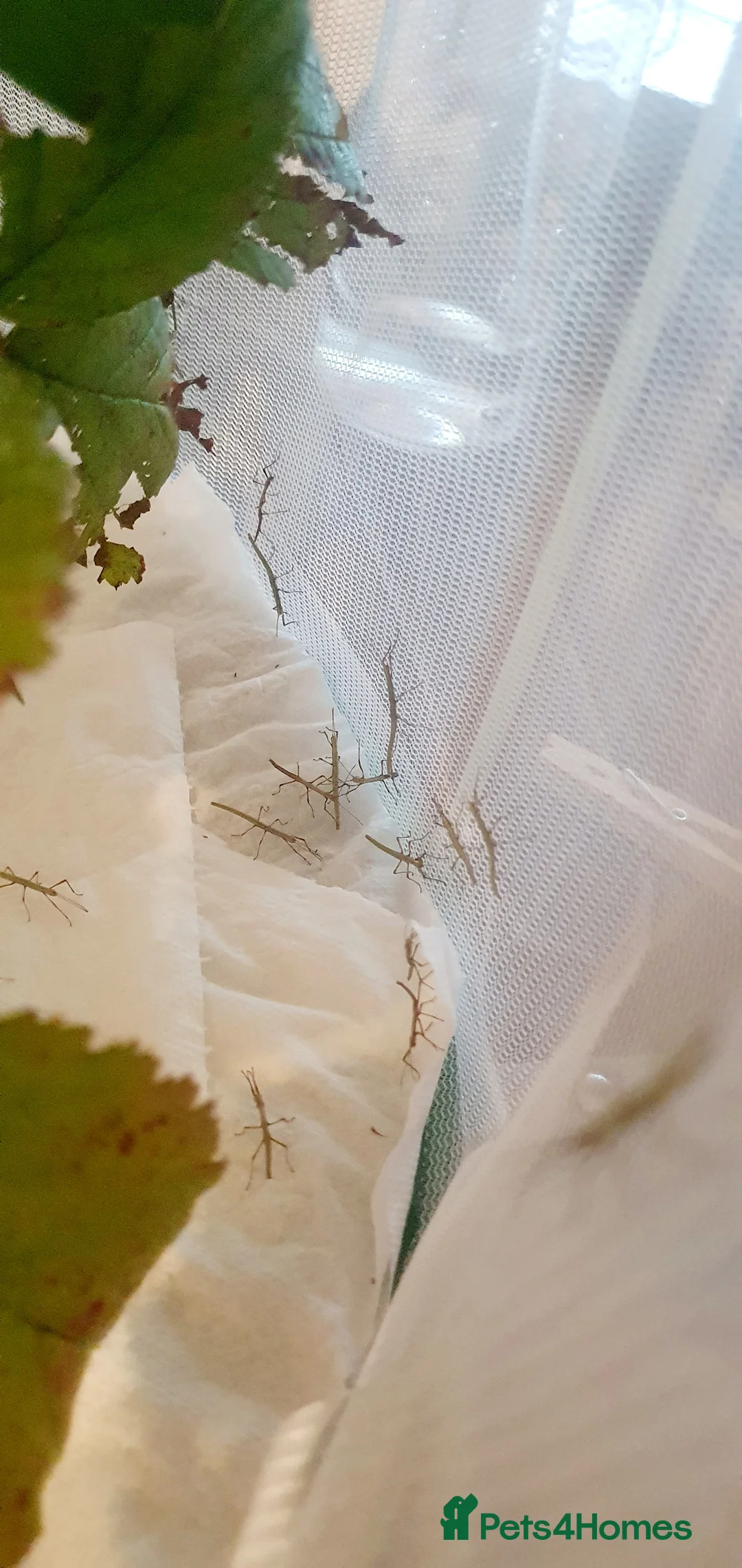 Stick Insects invertebrates for sale: 10x Indian stick insect nymphs  - Advert 1