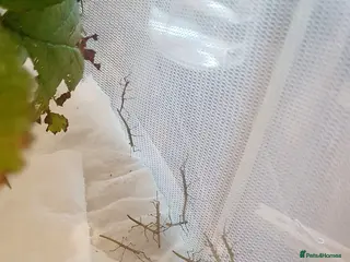 Stick Insects invertebrates 10x Indian stick insect nymphs - Advert 8