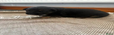German Shepherd Puppy 4