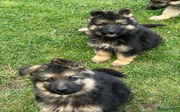 German Shepherd dogs for sale: Ready to leave 🐾 GSD Puppies - Image 3