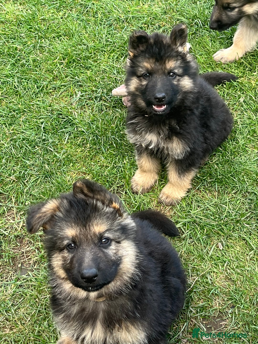 German Shepherd dogs for sale: Ready to leave 🐾 GSD Puppies - Image 3