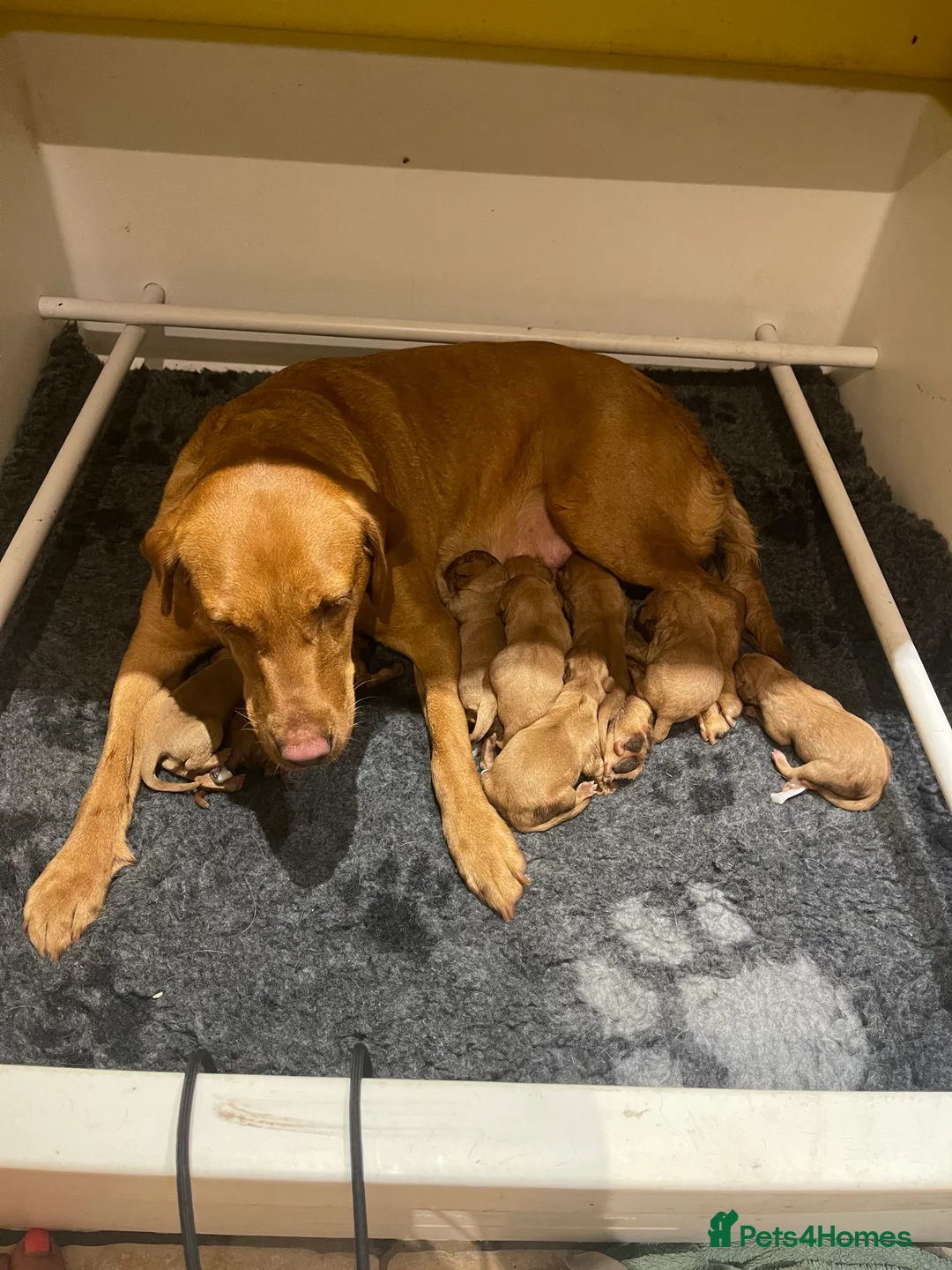 Labrador Retriever dogs for sale: Exceptional Quality KC Fox Red Labrador puppies - Advert 3