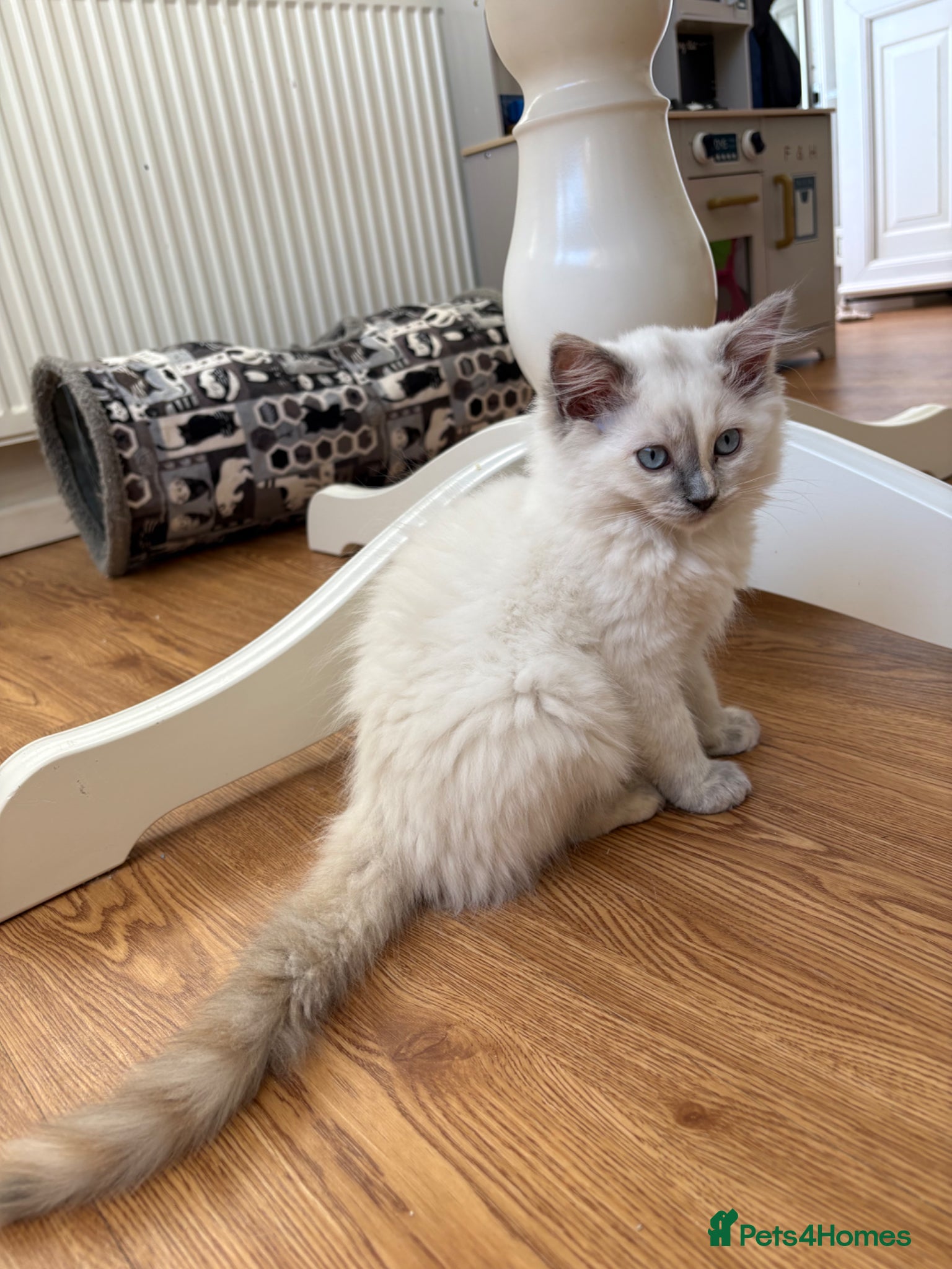 Ragdoll cats 1 Beautiful Ragdoll kitten left!  - Advert 6