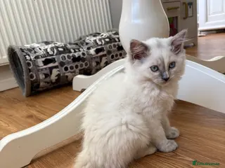 Ragdoll cats 1 Beautiful Ragdoll kitten left! - Advert 6