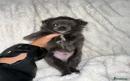 Chihuahua dogs for sale: chihuahua pups for sale  - Image 7