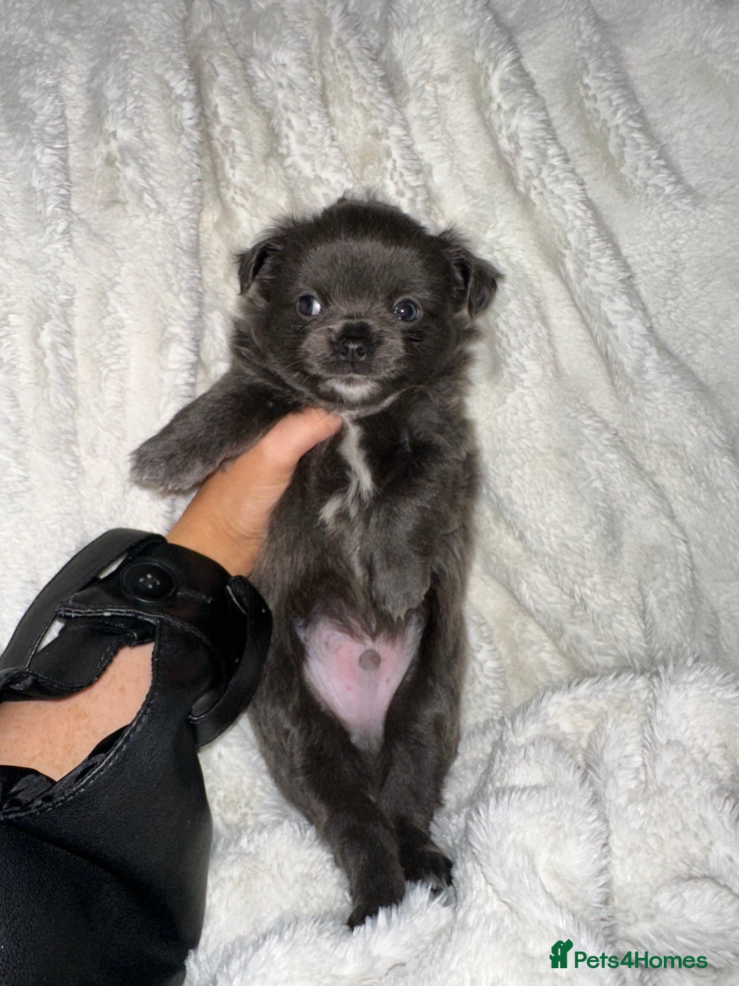 Chihuahua dogs for sale: chihuahua pups for sale  - Image 7