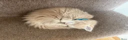 Maine Coon cats for sale: 3 cream girl Maine coon Kittens - Advert 18