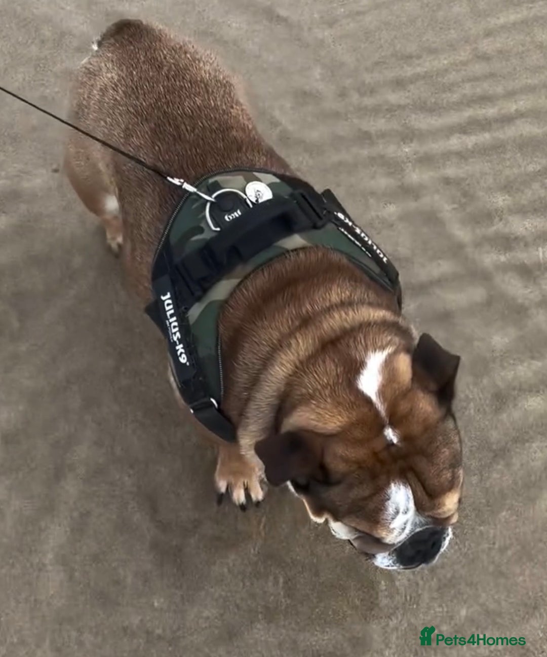 English Bulldog dogs for sale: English bulldog  - Advert 6