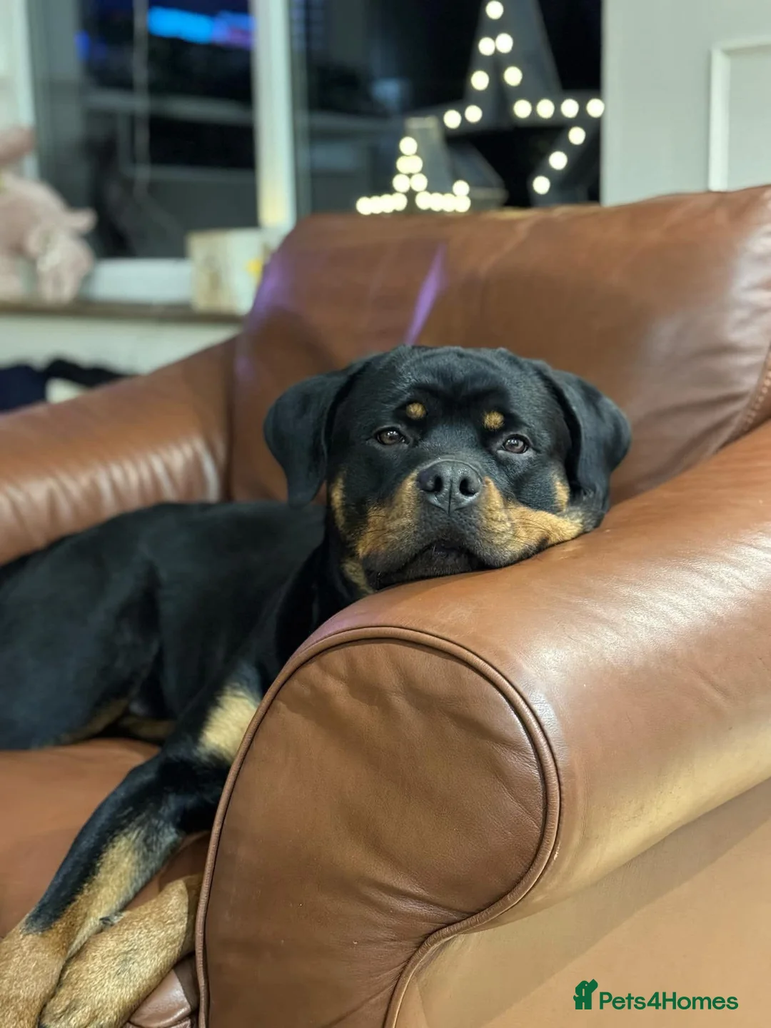Rottweiler dogs for sale: 🐾 Beautiful Rottweiler Puppies 🐾 - Advert 2