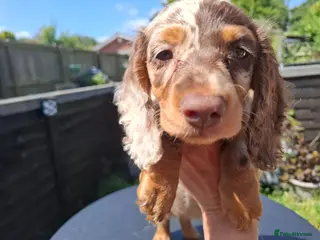 Miniature Dachshund dogs Long Haired miniature dachshund puppies - Advert 1