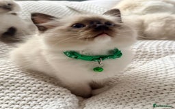 Ragdoll cats for sale: Ragdolls kittens 2 girls & 3 boys  - Image 12