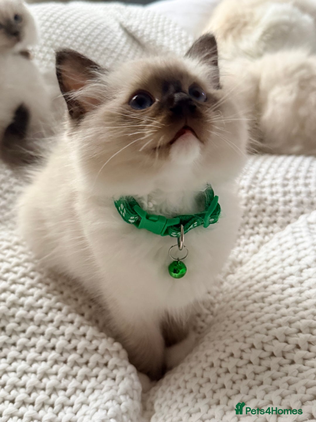 Ragdoll cats for sale: Ragdolls kittens 2 girls & 3 boys  - Image 12