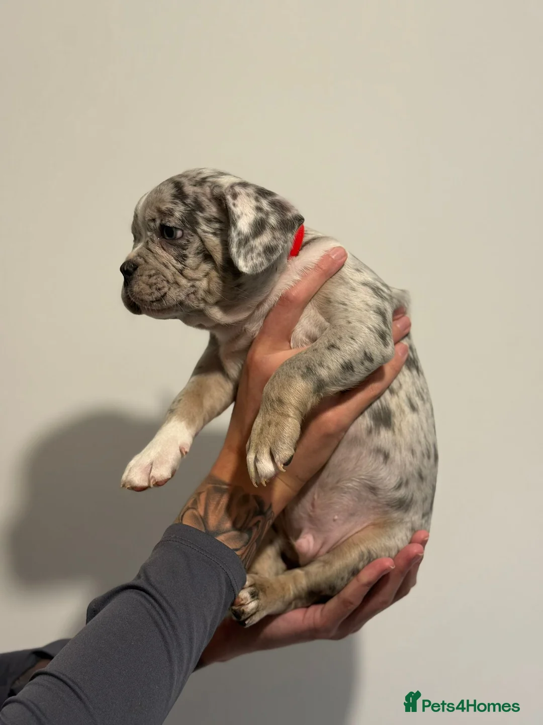 French Bulldog dogs for sale: French bulldogs  - Advert 5