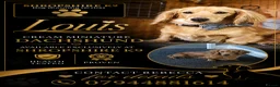 Miniature Dachshund dogs for stud: Long Hair miniature dacshund - Advert 1