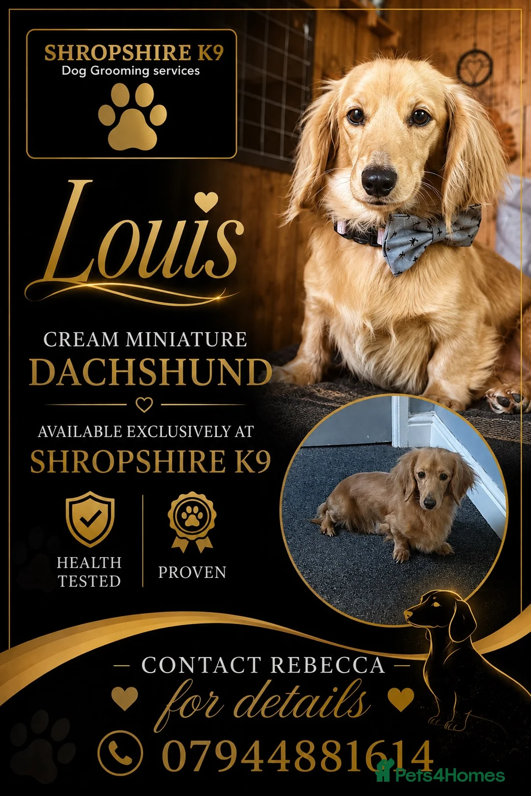 Miniature Dachshund dogs for stud: Long Hair miniature dacshund - Advert 1