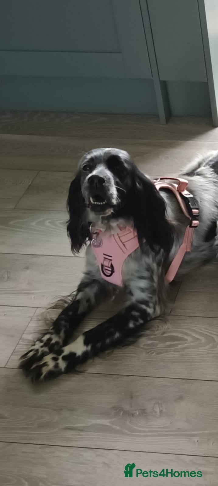English Setter dogs Mara  - Advert 6