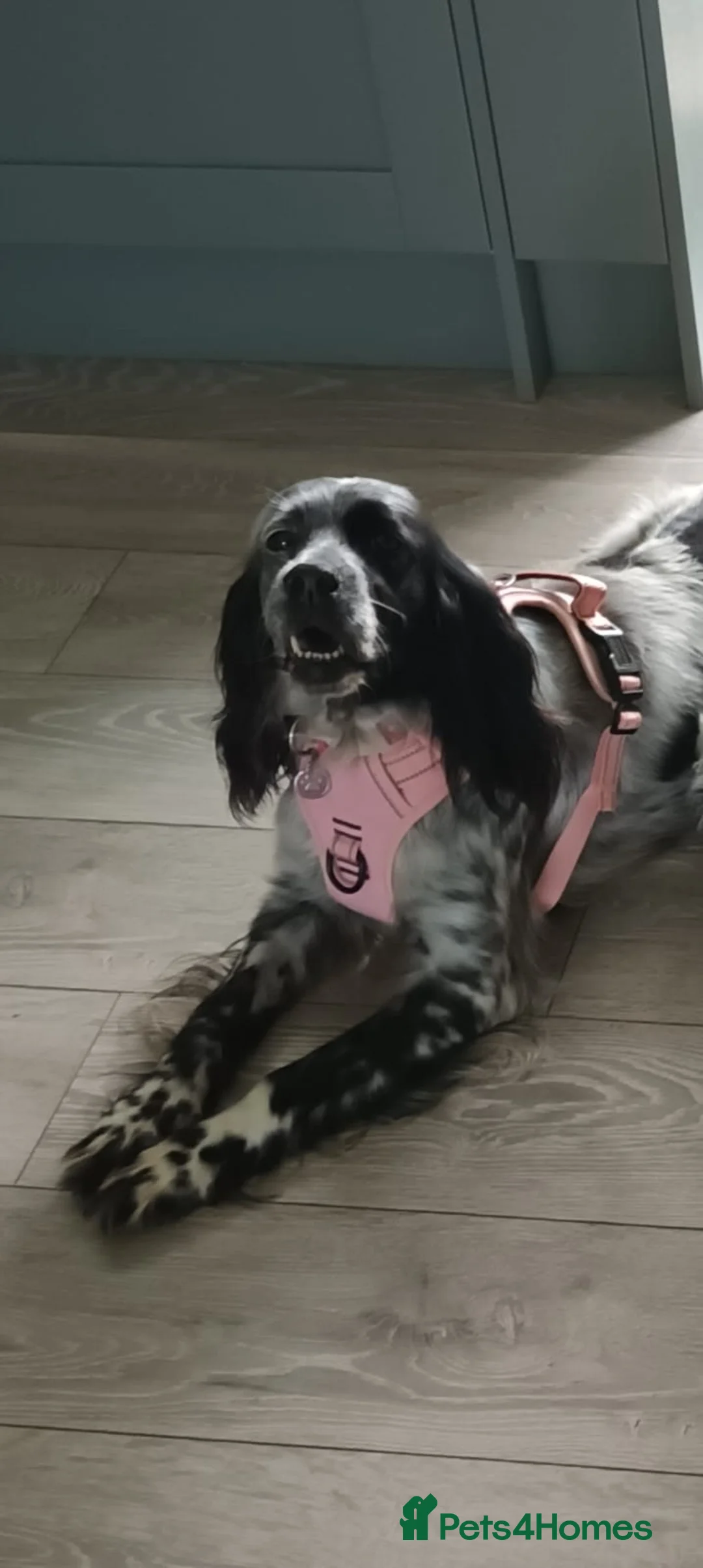 English Setter dogs for adoption: Mara  in Leighton Buzzard - Advert 2