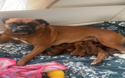 Boxer dogs for sale: 3 girls left - Image 2