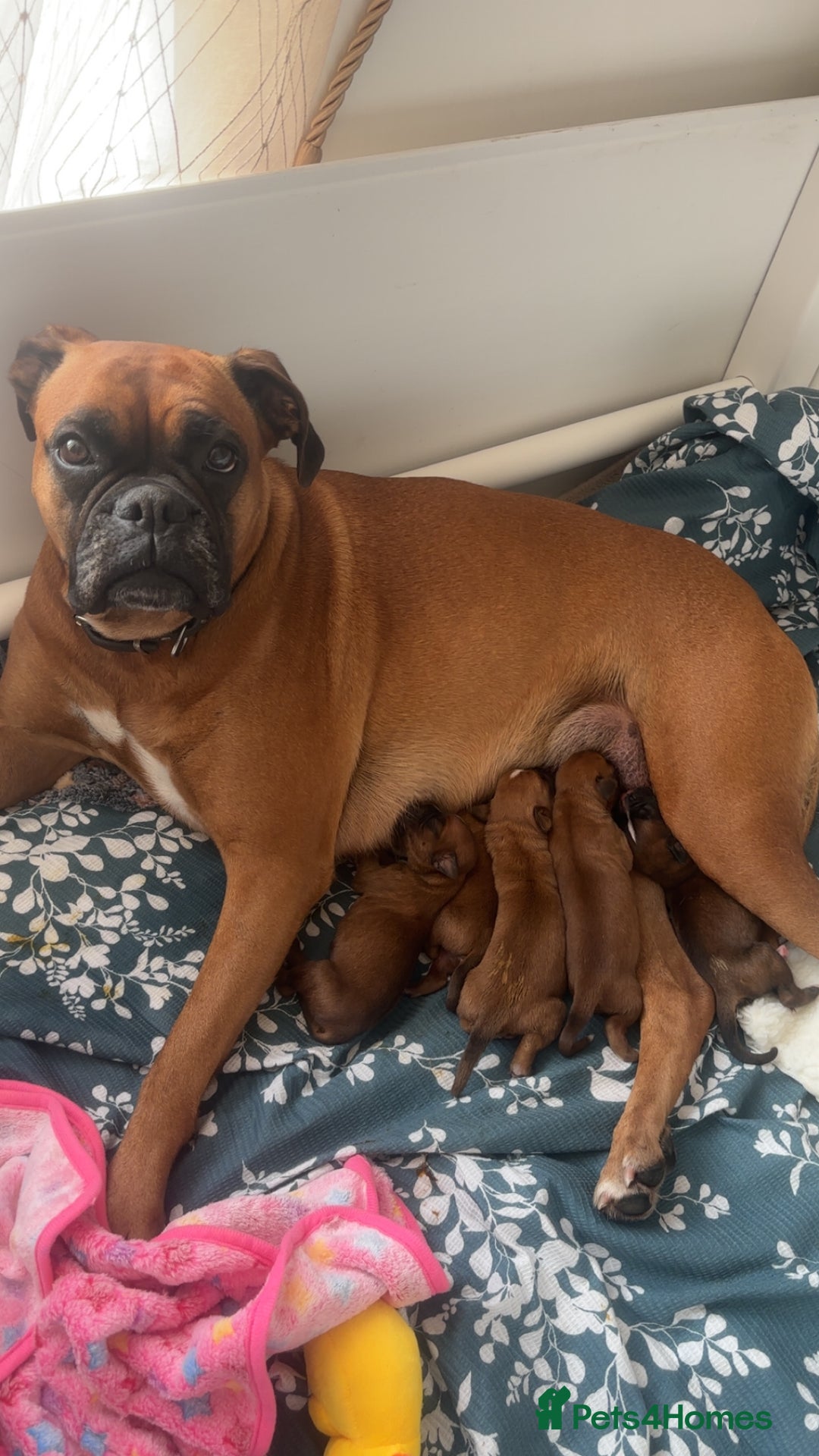 Boxer dogs for sale: 3 girls left - Image 2