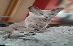 Russian Blue cats for sale: TICA Russian Blue Kittens Pedigree - Image 1