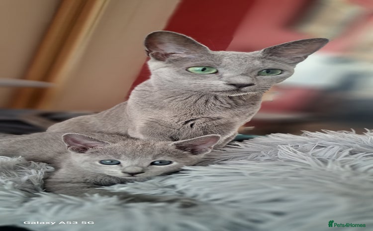 Russian Blue cats - Advert 2