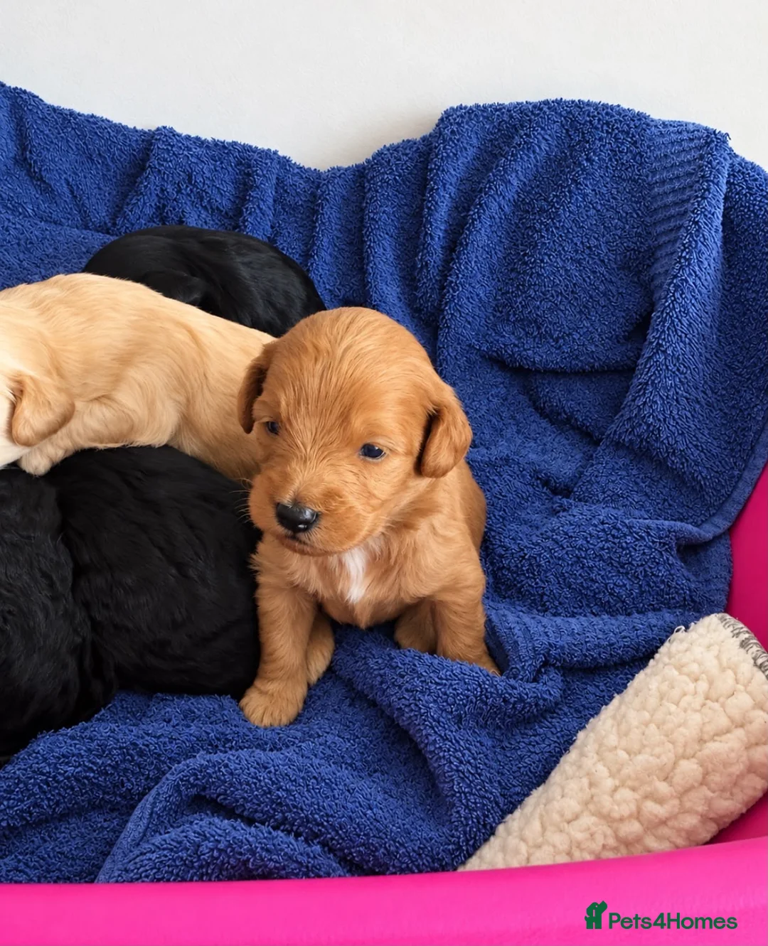 Cockapoo dogs for sale: Toy poodles for sale - Advert 19