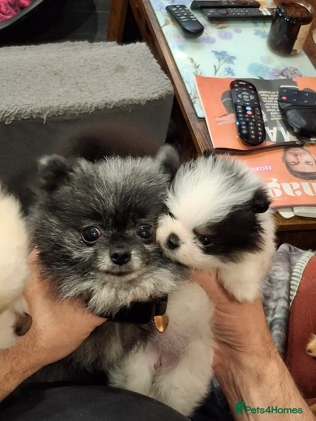 Pomeranian dogs for sale:  **  Pedigree  **  Girl Pomeranian in Port Talbot - Advert 1