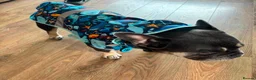 French Bulldog dogs for sale: 4 Year old male French Bulldog  in Stoke-on-Trent - Advert 5