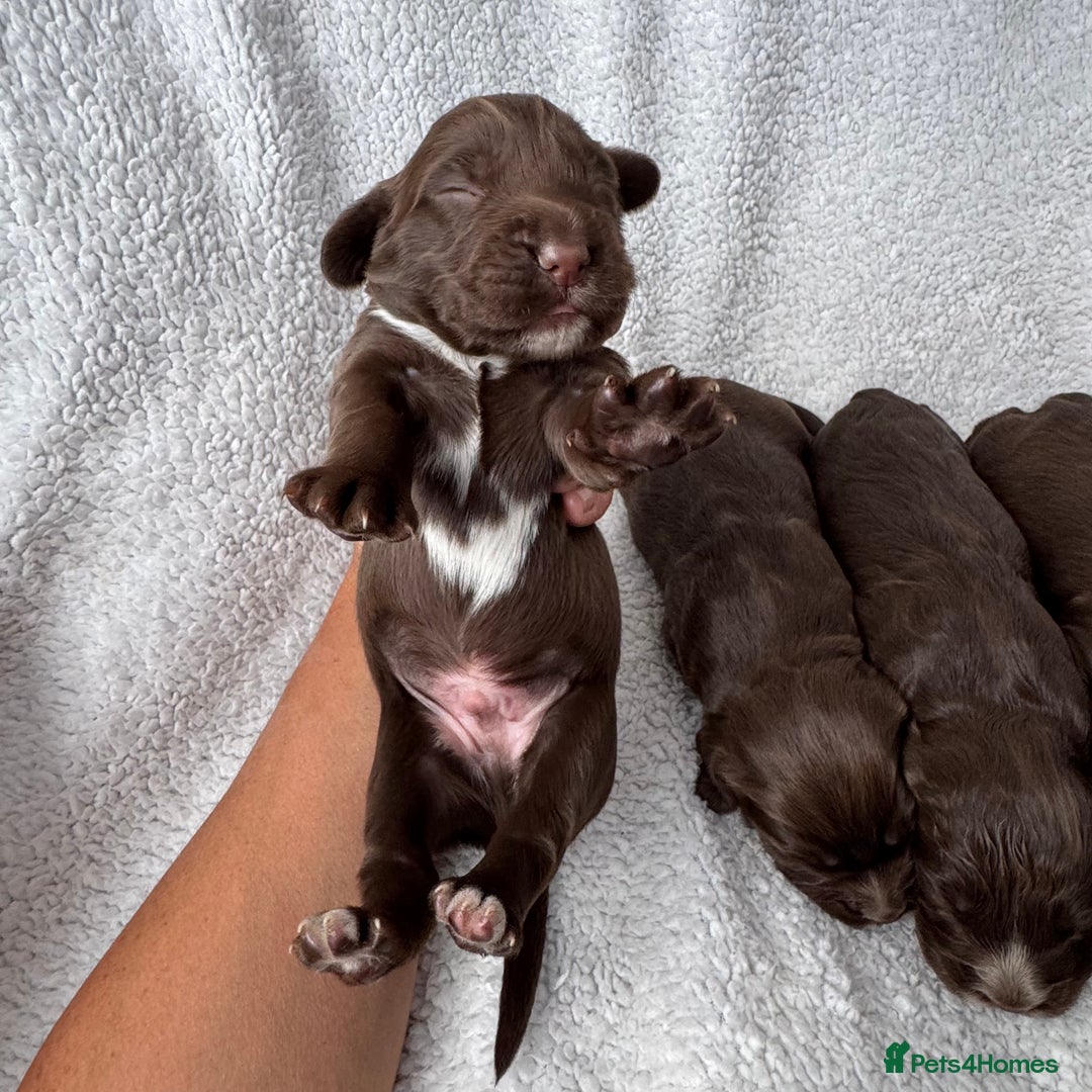 Sprocker dogs for sale: Chocolate Spaniels  - Image 4