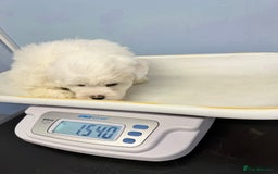 Bichon Frise dogs for sale: 🐶 Bichon Puppies – looking for loving Homes  - Image 9
