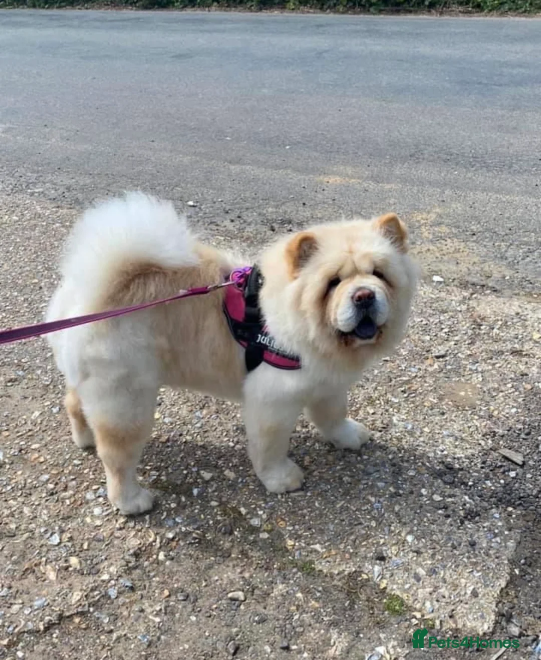 Mixed Breed dogs for sale: Chow Pom Puppy For Sale  - Advert 1