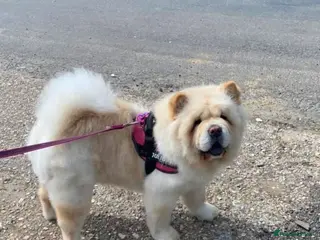 Mixed Breed dogs Chow Pom Puppy For Sale - Advert 1