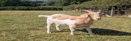 Goats livestock for sale: Wether Goat For Sale - Advert 2