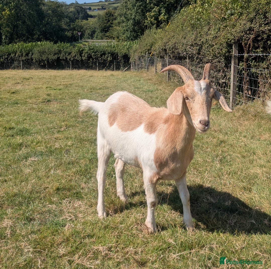 Goats livestock for sale: Wether Goat For Sale - Image 2