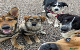 Mixed Breed dogs for adoption: Meet Sonny, currently residing in Fife - Image 7