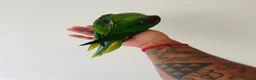 Parrots birds for sale: Hand Reared Alexandrine for sale  - Advert 9